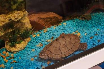 Schildkröten  kaufen und verkaufen Foto: Verkaufe Aquarium mit 2 Wasserschildkröten.