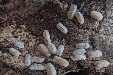 Krebstiere terrestrisch  kaufen und verkaufen Foto: verschiedene Asseln in großen Mengen abzugeben