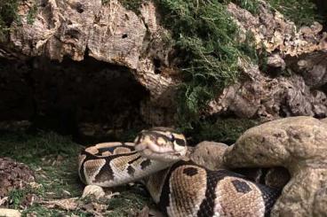 Ball Pythons kaufen und verkaufen Photo: 2 Python Regius Männer suchen neue Eisfachöffner