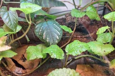 Pfeilgiftfrösche kaufen und verkaufen Foto: Phyllobates Vittatus Goldbaumsteiger