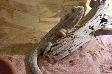 Bearded dragons kaufen und verkaufen Photo: Reserviert kostenlos Bartagamenmännchen mit Terrarium