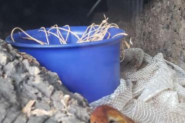 Schlangen kaufen und verkaufen Foto: Kornnatter mit Terrarium 