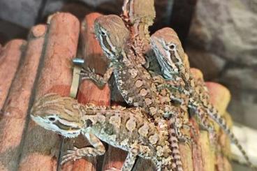 Bearded dragons kaufen und verkaufen Photo: Baby Zwergbartagamen zu haben