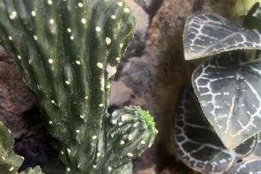 Geckos kaufen und verkaufen Photo: Biete 2 Leopardgeckos inkl Terrarium und Zubehör