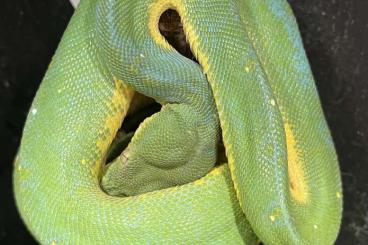 Pythons kaufen und verkaufen Photo: Morelia Viridis Wamena abzugeben 