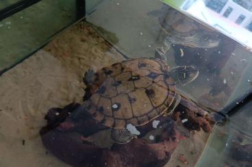 Sumpfschildkröten kaufen und verkaufen Foto: Höckerschildkröte inkl Aquarium mit Technik und Zubehör zu vergeben.