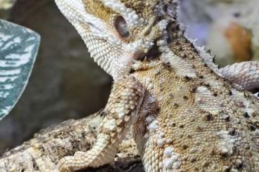 Bearded dragons kaufen und verkaufen Photo: Weibliche Zwergbartagame gesucht