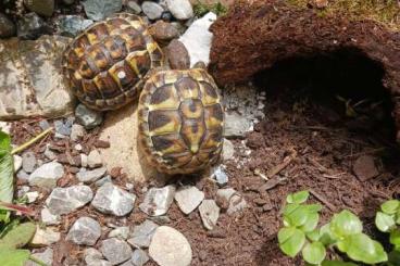 Landschildkröten kaufen und verkaufen Foto: Griechische Landschildkröte