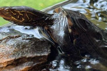 Sumpfschildkröten kaufen und verkaufen Foto: Asiatische Wasserschildkröte