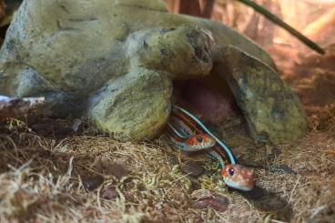 Snakes kaufen und verkaufen Photo: Thamnophis Tetrataenia female