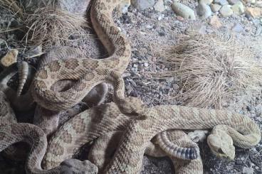 Venomous snakes kaufen und verkaufen Photo: Crotalus abyssus, locality Page Arizona