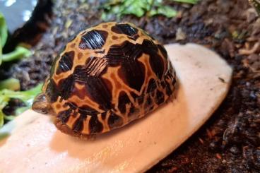 Landschildkröten kaufen und verkaufen Foto: Strahlenschildkröte - Astrochelys Radiata   Hightech Yellow