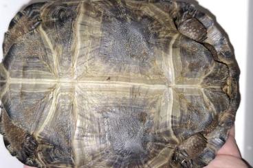 Landschildkröten kaufen und verkaufen Foto: ALDABRA Riesenschildkröte NZ 24