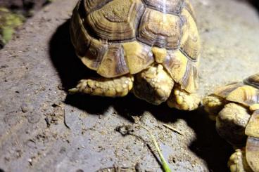 Landschildkröten kaufen und verkaufen Foto: Ägyptische Landschildkröte Kleinmanni NZ 2023