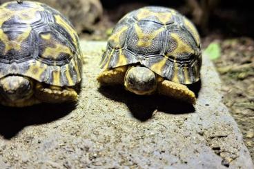 Landschildkröten kaufen und verkaufen Foto: Strahlenschildkröte Radiata  NZ 