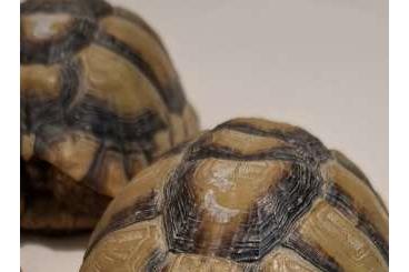 Tortoises kaufen und verkaufen Photo: Zuchtgruppe Ägyptische Landschildkröte Kleinmanni023