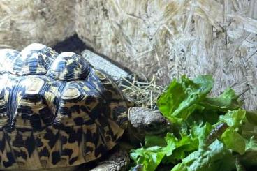 Landschildkröten kaufen und verkaufen Foto: Pardalis male 2020 2kg (Leopard)