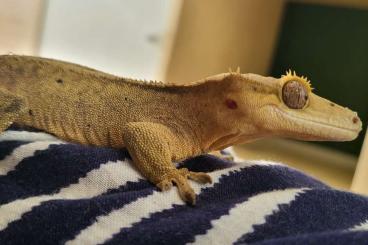 Geckos kaufen und verkaufen Photo: 2 Kronengeckos weiblich von 08.22