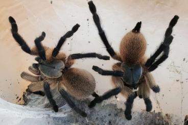 - bird spiders kaufen und verkaufen Photo: Monocentropus balfouri zu verkaufen