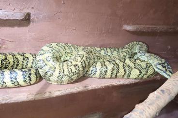 Pythons kaufen und verkaufen Foto: Morelia bredli 0.1 und Bredli-Jaguar 1.0 abzugeben 