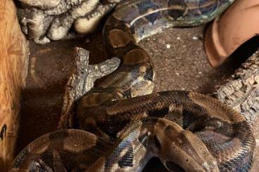 Boas kaufen und verkaufen Photo: Boa Constrictor abzugeben