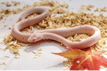 Schlangen kaufen und verkaufen Foto: Kornnatter Albino Palmetto