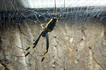 echte Webspinnen kaufen und verkaufen Foto: Suche 1.0 Nephila senegalensis 