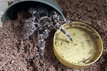 Vogelspinnen kaufen und verkaufen Foto: 4 Grammostola pulchripes subadult