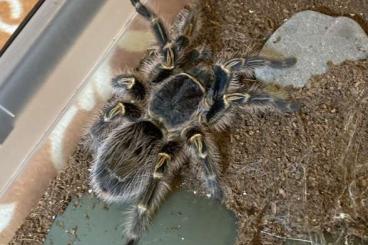 Vogelspinnen kaufen und verkaufen Foto: 4 Grammostola pulchripes subadult