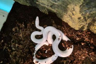 Colubrids kaufen und verkaufen Photo: Pantherophis guttatus Snow Kornnatter