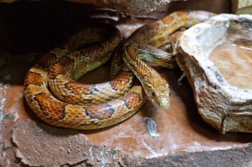 Colubrids kaufen und verkaufen Photo: Kornnatter Natur Männlich 1,25m Alter 11 Jahre