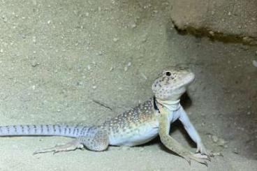 Echsen  kaufen und verkaufen Foto: Crotaphytus collaris (Halsbandleguan)