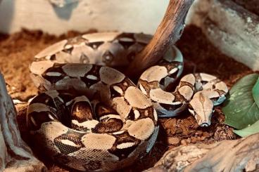 Snakes kaufen und verkaufen Photo: Boa Constrictor Imperator Wildfarben het. albino abzugeben