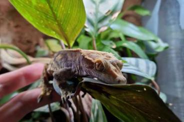 Geckos kaufen und verkaufen Foto: Kronengecko abzugeben.    