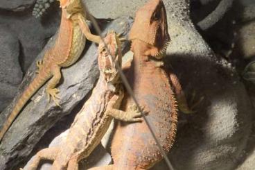 Agama kaufen und verkaufen Photo: Bartagame zwei Weibchen ein Männchen 