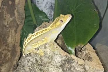 Geckos kaufen und verkaufen Foto: Kronengecko Männchen sucht neues Artgerechtes Zuhause 