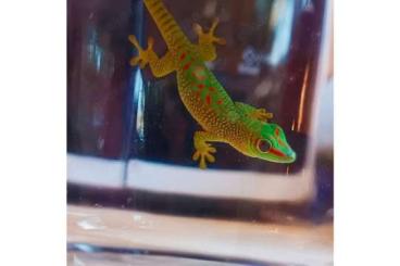 Geckos kaufen und verkaufen Photo: 2 Babys Gecko Tagesgecko Madagaskar  Wochen alt 