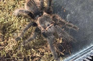 Vogelspinnen kaufen und verkaufen Foto: Brachypelma Albopilosum 0.0.1. Geb. 2017