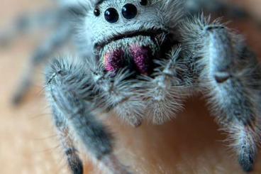 Spinnen und Skorpione kaufen und verkaufen Foto: Phidippus regius springspinnen