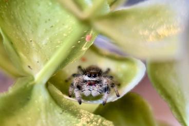 Spiders and Scorpions kaufen und verkaufen Photo: Springspinnen phidippus regius Bahamas Spiders and Scorpions kaufen und verkaufen Photo: Springspinnen phidippus regius Bahamas