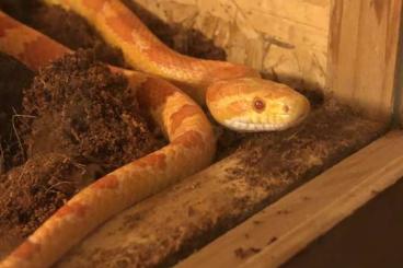 Colubrids kaufen und verkaufen Photo: Kornnatter mit Terrarium zu verschenken