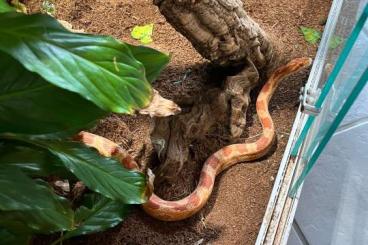 Nattern ungiftige  kaufen und verkaufen Foto: Kornnatter mit Eckterrarium