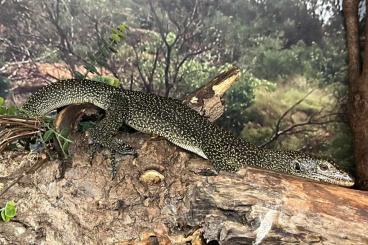 Monitor lizards kaufen und verkaufen Photo: 0.0.2 Varanus indicus FZ 2020