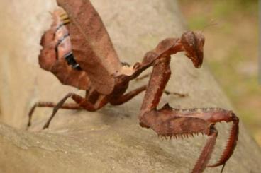 Insekten kaufen und verkaufen Foto: Acanthops Falcata ooths //Mantis