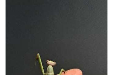 Insekten kaufen und verkaufen Foto: Stagmatoptera supplicaria ooth // Mantis