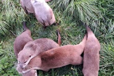 Exotic mammals kaufen und verkaufen Photo: Zwergotter  Aonyx Cinerea