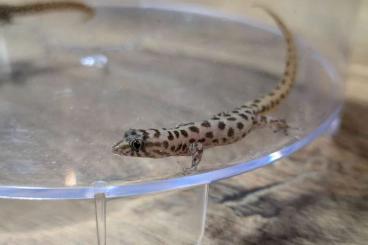 Geckos kaufen und verkaufen Photo: Sphaerodactylus for Hamm Dezember