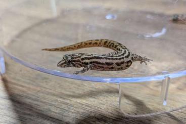 Geckos kaufen und verkaufen Foto: Sphaerodactylus für Hamm Dezember