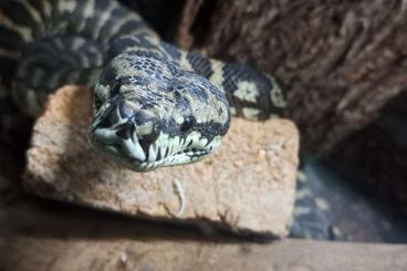 Pythons kaufen und verkaufen Foto: !!!!Teppichpython 0.1!!!!