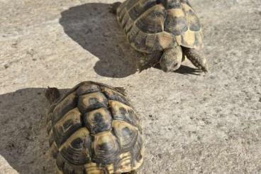 Landschildkröten kaufen und verkaufen Foto: Griechische Landschildkröte